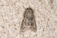 Acronicta aceris