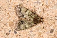Polyphaenis sericata