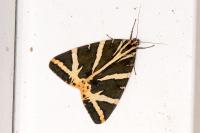 Euplagia quadripunctaria
