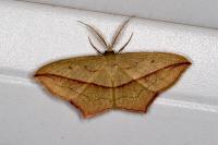 Timandra comae