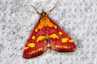 Pyrausta purpuralis