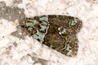 Cryphia algae