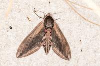 Sphinx ligustri