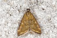Loxostege sticticalis