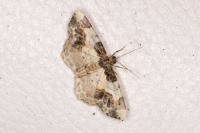 Ligdia adustata