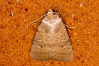 Hoplodrina ambigua