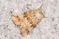 Eremobia ochroleuca
