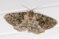 Cleorodes lichenaria