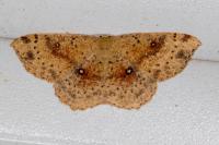 Cyclophora porata