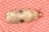 Agonopterix propinquella