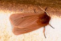 Phragmatobia fuliginosa