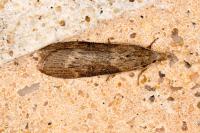 Lamoria anella