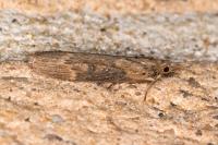 Lamoria anella