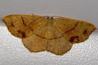 Cyclophora punctaria