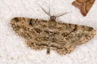 Peribatodes rhomboidaria