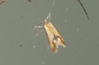 Batia lunaris