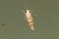 Mompha epilobiella