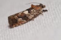 Eudemis profundana