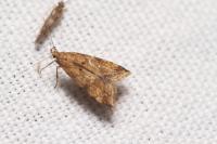 Brachmia blandella