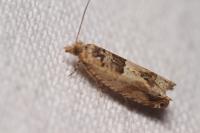 Crocidosema plebejana