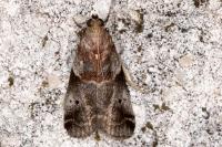 Acrobasis suavella