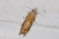 Eucosma conterminana