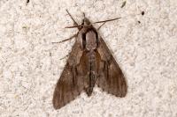 Hyloicus pinastri