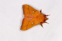 Odonestis pruni