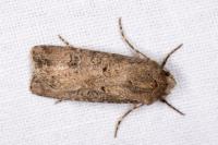 Agrotis segetum