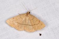 Paracolax tristalis