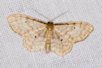 Idaea fuscovenosa