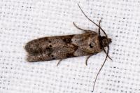 Blastobasis glandulella