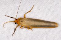 Manulea complana