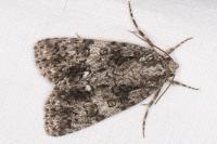 Acronicta rumicis