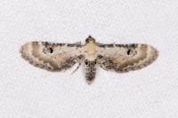 Eupithecia centaureata