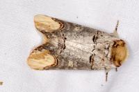 Phalera bucephala