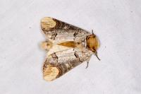 Phalera bucephala