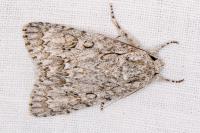 Acronicta aceris