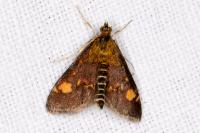 Pyrausta aurata