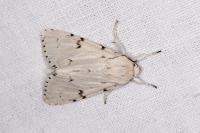 Acronicta leporina