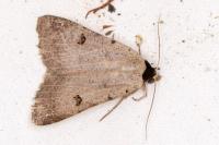 Lygephila craccae