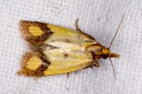 Agapeta zoegana