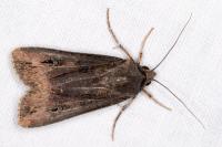 Agrotis ipsilon