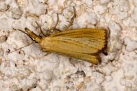 Agriphila straminella