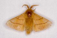 Malacosoma neustria
