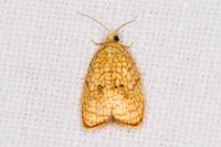 Acleris forsskaleana
