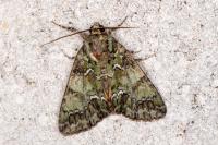 Polyphaenis sericata