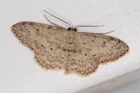 Idaea seriata