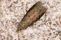 Aphomia sociella