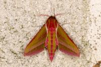 Deilephila elpenor